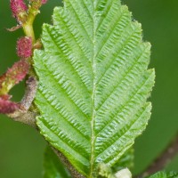 Red Alder